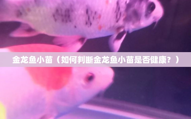 金龍魚小苗（如何判斷金龍魚小苗是否健康？） 水族問答 第1張