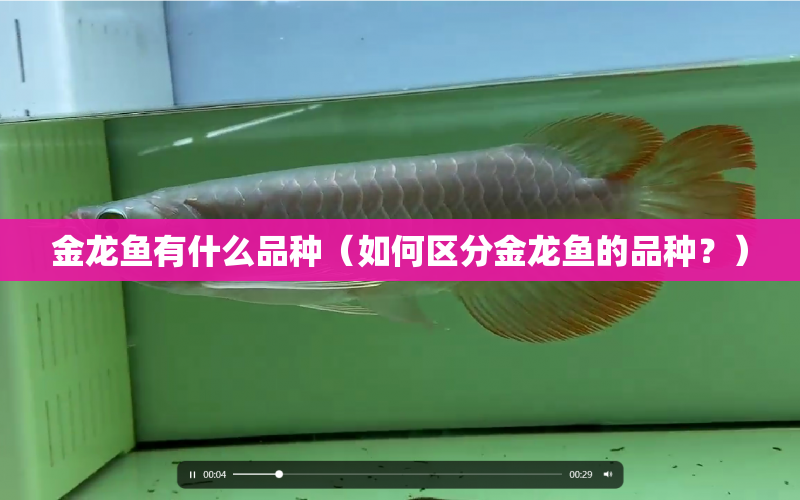 金龍魚有什么品種（如何區(qū)分金龍魚的品種？） 水族問答 第1張