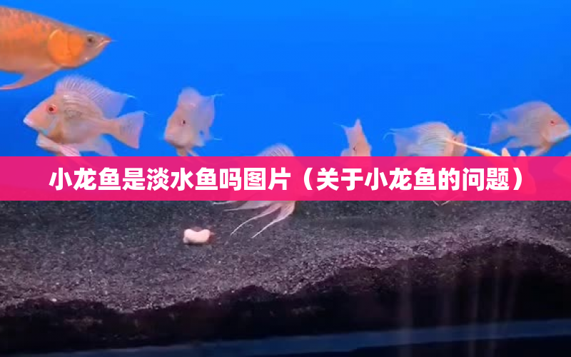 小龍魚是淡水魚嗎圖片（關(guān)于小龍魚的問題） 水族問答 第1張