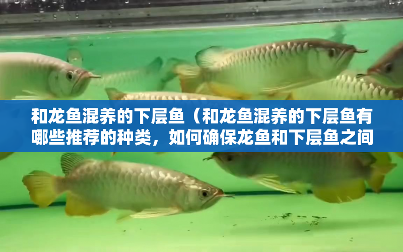 和龍魚(yú)混養(yǎng)的下層魚(yú)（和龍魚(yú)混養(yǎng)的下層魚(yú)有哪些推薦的種類，如何確保龍魚(yú)和下層魚(yú)之間的和諧共處） 水族問(wèn)答 第1張