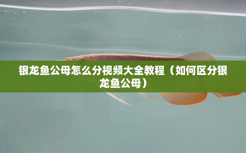 銀龍魚公母怎么分視頻大全教程（如何區(qū)分銀龍魚公母） 水族問答 第1張