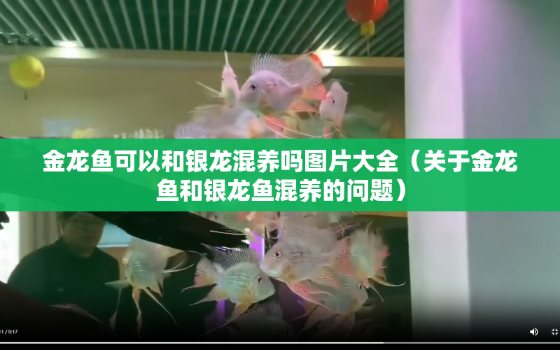 金龍魚可以和銀龍混養(yǎng)嗎圖片大全（關(guān)于金龍魚和銀龍魚混養(yǎng)的問題） 水族問答 第1張