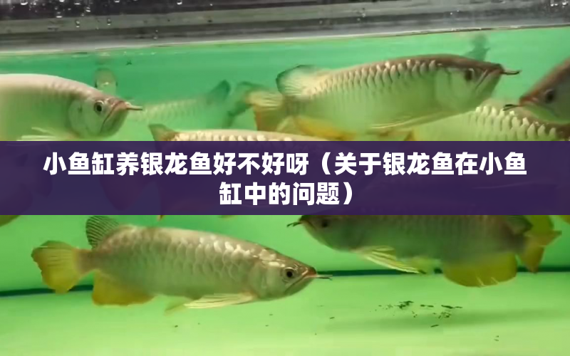 小魚(yú)缸養(yǎng)銀龍魚(yú)好不好呀（關(guān)于銀龍魚(yú)在小魚(yú)缸中的問(wèn)題） 水族問(wèn)答 第1張