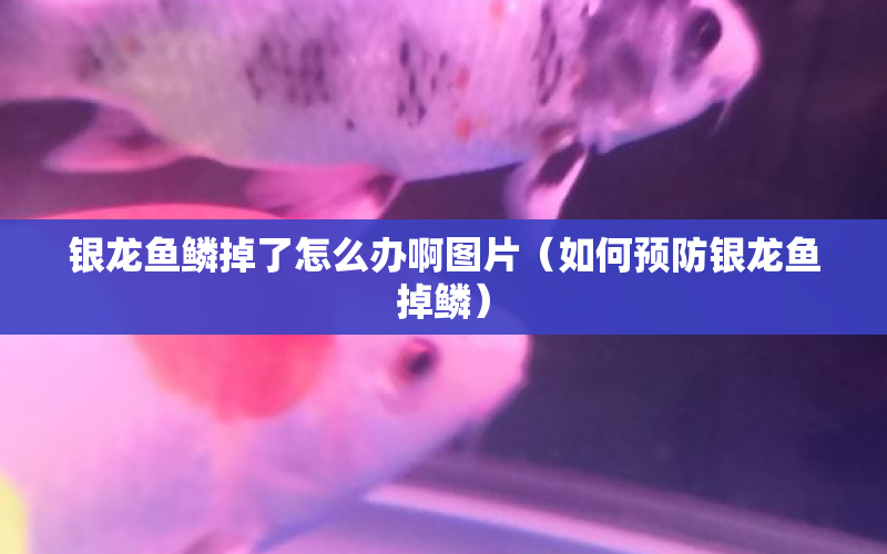 銀龍魚鱗掉了怎么辦啊圖片（如何預(yù)防銀龍魚掉鱗） 水族問答 第1張