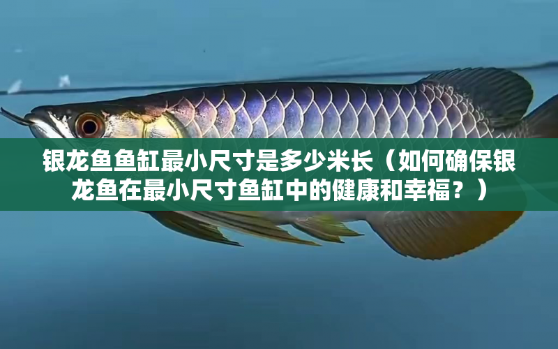 銀龍魚(yú)魚(yú)缸最小尺寸是多少米長(zhǎng)（如何確保銀龍魚(yú)在最小尺寸魚(yú)缸中的健康和幸福？） 水族問(wèn)答 第1張