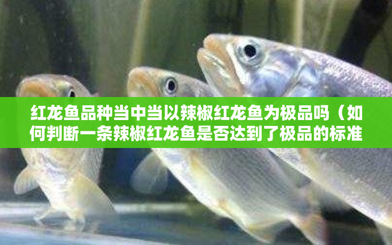 紅龍魚品種當(dāng)中當(dāng)以辣椒紅龍魚為極品嗎（如何判斷一條辣椒紅龍魚是否達(dá)到了極品的標(biāo)準(zhǔn)？） 水族問答 第1張