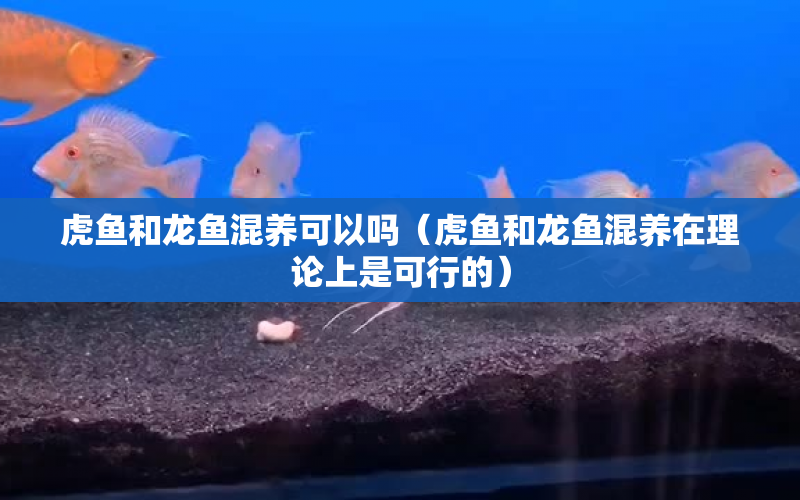 虎魚和龍魚混養(yǎng)可以嗎（虎魚和龍魚混養(yǎng)在理論上是可行的） 水族問答 第1張