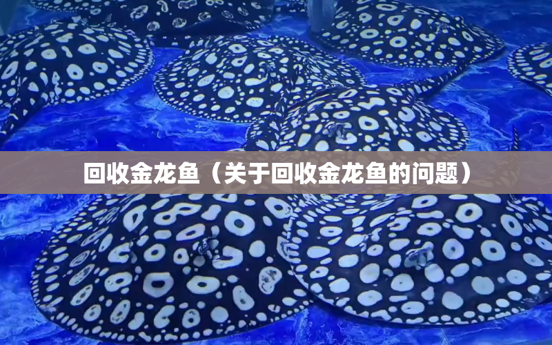 回收金龍魚（關(guān)于回收金龍魚的問題） 水族問答 第1張