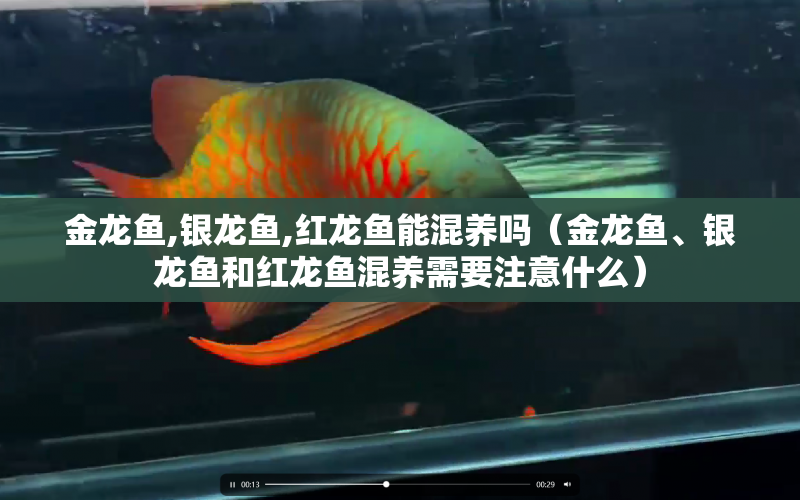 金龍魚,銀龍魚,紅龍魚能混養(yǎng)嗎（金龍魚、銀龍魚和紅龍魚混養(yǎng)需要注意什么） 水族問答 第1張