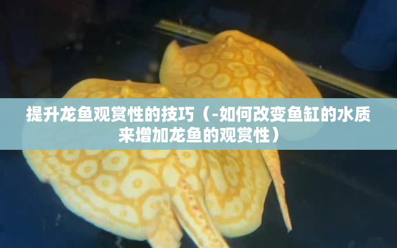 提升龍魚觀賞性的技巧（-如何改變魚缸的水質(zhì)來增加龍魚的觀賞性） 水族問答 第1張