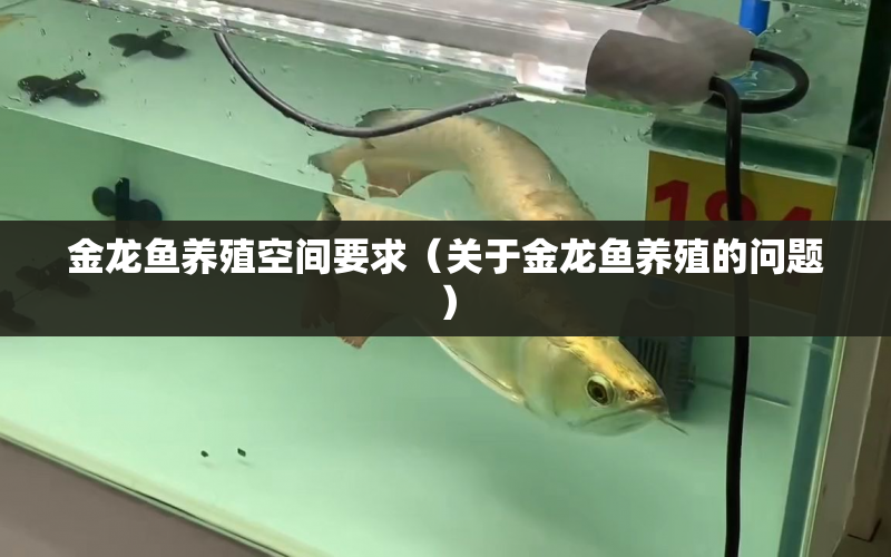 金龍魚養(yǎng)殖空間要求（關(guān)于金龍魚養(yǎng)殖的問題） 水族問答 第1張