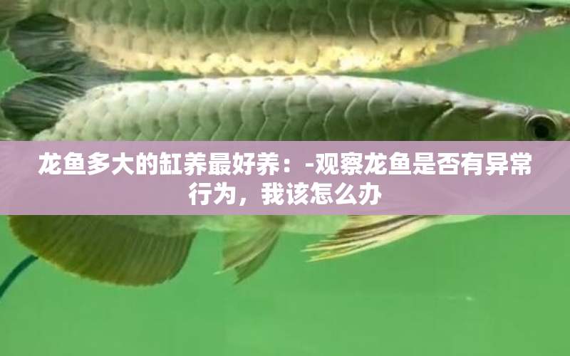 龍魚多大的缸養(yǎng)最好養(yǎng)：-觀察龍魚是否有異常行為，我該怎么辦 水族問答 第1張