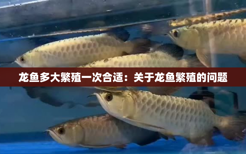 龍魚多大繁殖一次合適：關于龍魚繁殖的問題 水族問答 第2張