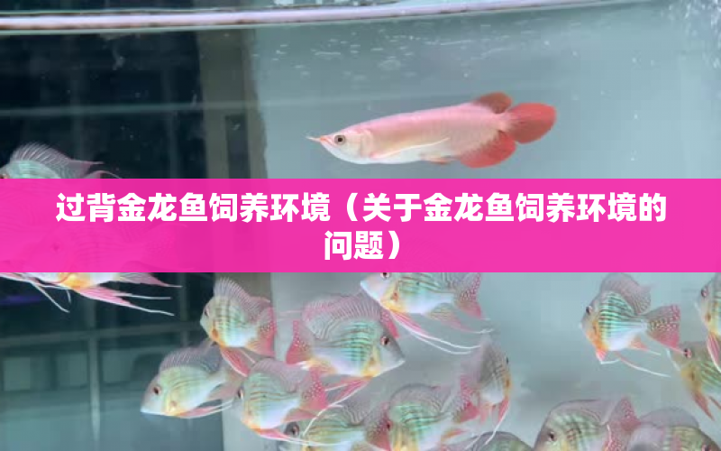 過背金龍魚飼養(yǎng)環(huán)境（關(guān)于金龍魚飼養(yǎng)環(huán)境的問題） 水族問答 第1張