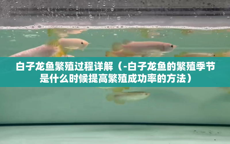 白子龍魚繁殖過程詳解（-白子龍魚的繁殖季節(jié)是什么時候提高繁殖成功率的方法） 水族問答 第1張