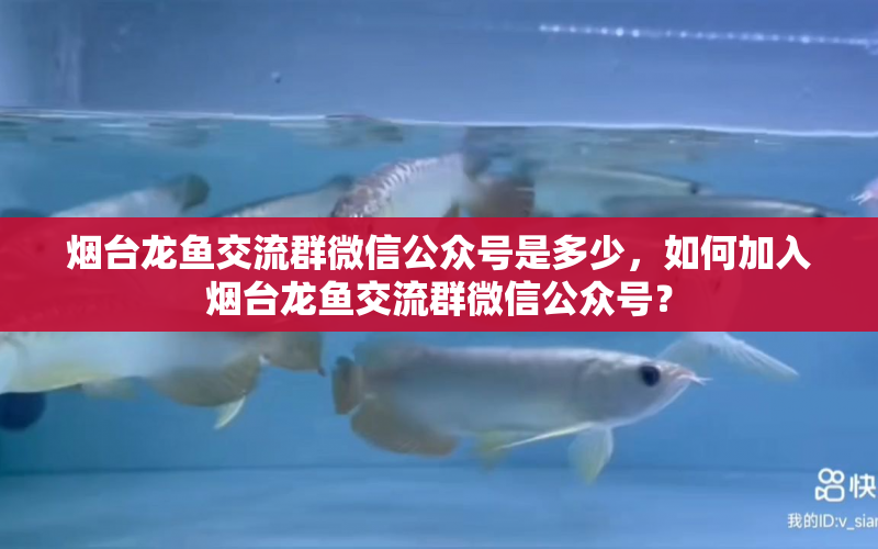 煙臺龍魚交流群微信公眾號是多少，如何加入煙臺龍魚交流群微信公眾號？ 水族問答 第1張