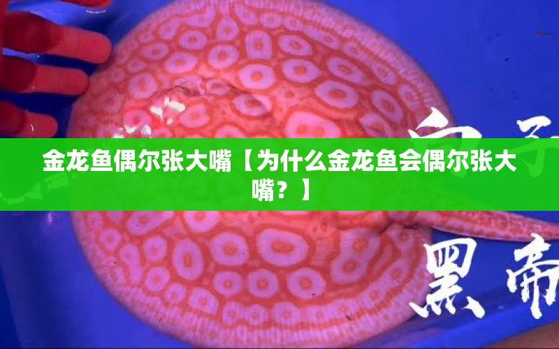 金龍魚偶爾張大嘴【為什么金龍魚會偶爾張大嘴？】 水族問答 第1張