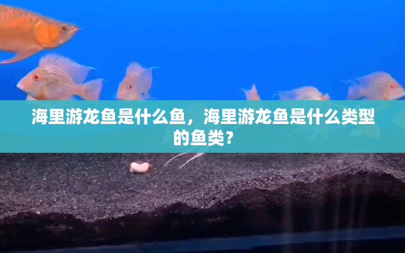 海里游龍魚是什么魚，海里游龍魚是什么類型的魚類？ 水族問答 第1張