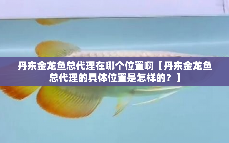 丹東金龍魚總代理在哪個位置啊【丹東金龍魚總代理的具體位置是怎樣的？】 水族問答 第1張