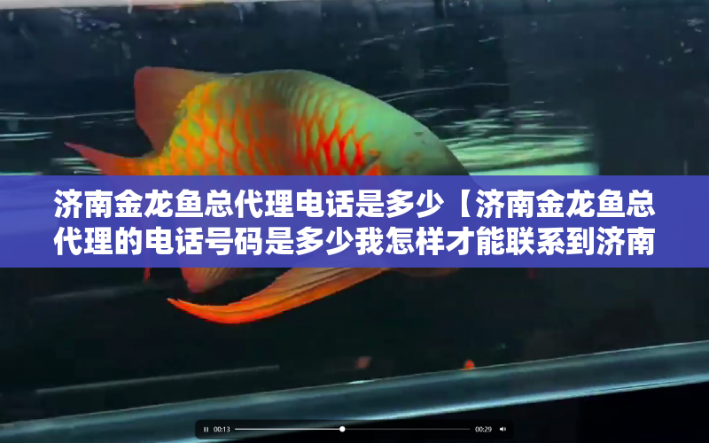 濟南金龍魚總代理電話是多少【濟南金龍魚總代理的電話號碼是多少我怎樣才能聯(lián)系到濟南金龍魚的】 水族問答 第1張