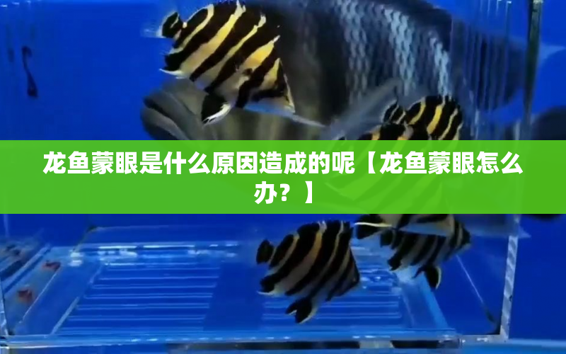 龍魚蒙眼是什么原因造成的呢【龍魚蒙眼怎么辦？】 水族問答 第1張