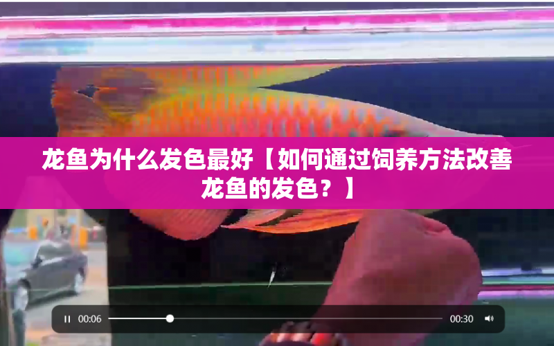 龍魚為什么發(fā)色最好【如何通過飼養(yǎng)方法改善龍魚的發(fā)色？】 水族問答 第1張