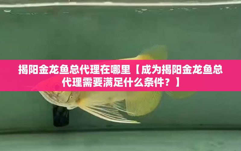 揭陽金龍魚總代理在哪里【成為揭陽金龍魚總代理需要滿足什么條件？】 水族問答 第1張