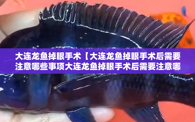 大連龍魚掉眼手術(shù)【大連龍魚掉眼手術(shù)后需要注意哪些事項(xiàng)大連龍魚掉眼手術(shù)后需要注意哪些事項(xiàng)】 水族問答 第1張