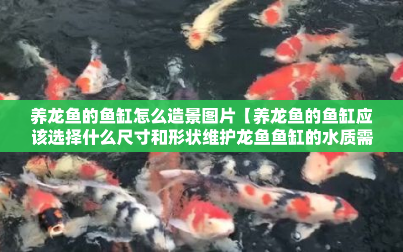 養(yǎng)龍魚的魚缸怎么造景圖片【養(yǎng)龍魚的魚缸應該選擇什么尺寸和形狀維護龍魚魚缸的水質(zhì)需要注意幾個關鍵點】 水族問答 第1張