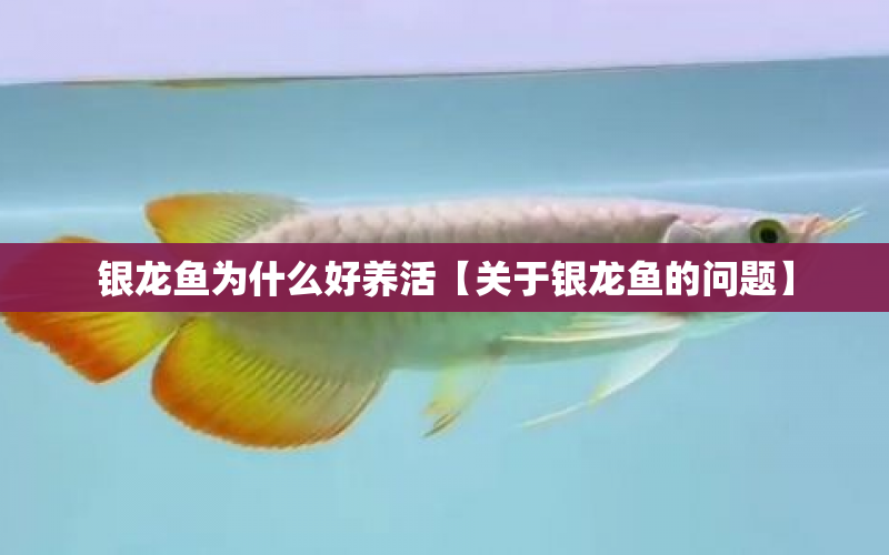 銀龍魚為什么好養(yǎng)活【關(guān)于銀龍魚的問題】 水族問答 第1張