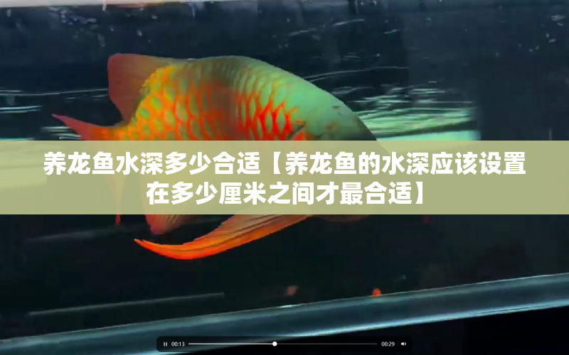 養(yǎng)龍魚水深多少合適【養(yǎng)龍魚的水深應(yīng)該設(shè)置在多少厘米之間才最合適】 水族問答 第1張