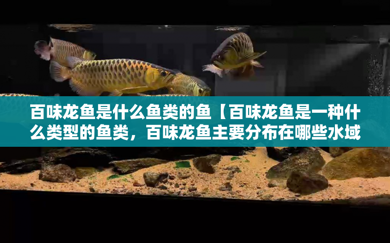 百味龍魚是什么魚類的魚【百味龍魚是一種什么類型的魚類，百味龍魚主要分布在哪些水域】 水族問答 第1張