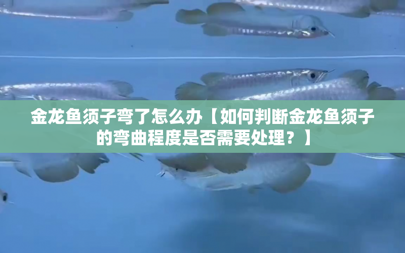 金龍魚須子彎了怎么辦【如何判斷金龍魚須子的彎曲程度是否需要處理？】 水族問答 第1張