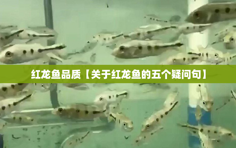 紅龍魚品質(zhì)【關(guān)于紅龍魚的五個(gè)疑問句】 水族問答 第1張