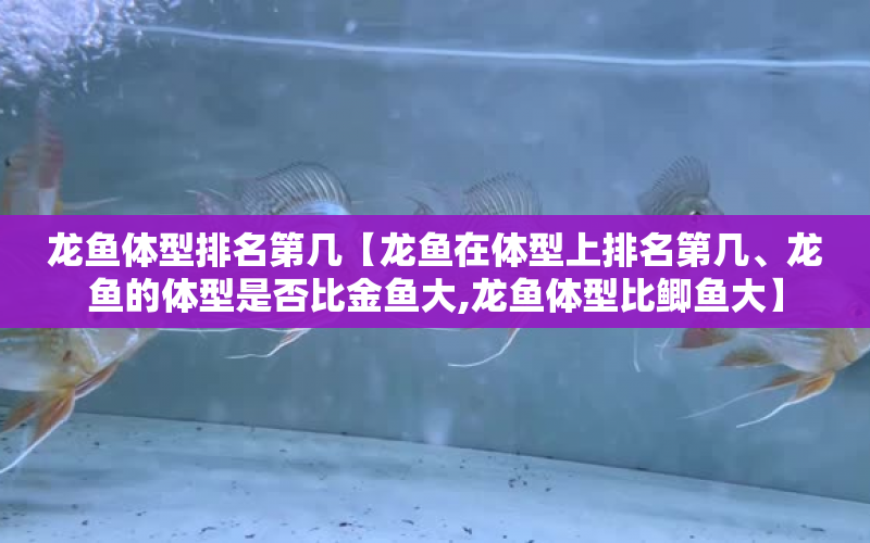 龍魚體型排名第幾【龍魚在體型上排名第幾、龍魚的體型是否比金魚大,龍魚體型比鯽魚大】 水族問答 第1張