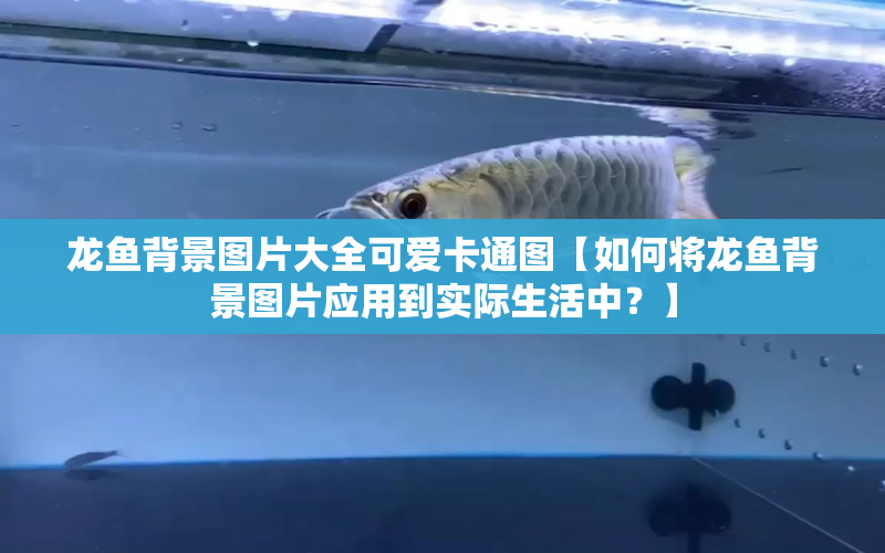 龍魚背景圖片大全可愛卡通圖【如何將龍魚背景圖片應用到實際生活中？】 水族問答 第1張