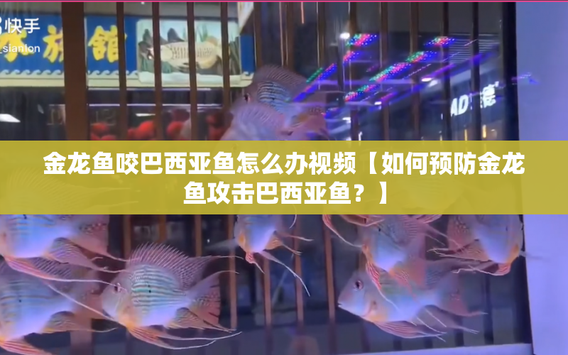 金龍魚咬巴西亞魚怎么辦視頻【如何預防金龍魚攻擊巴西亞魚？】 水族問答 第1張