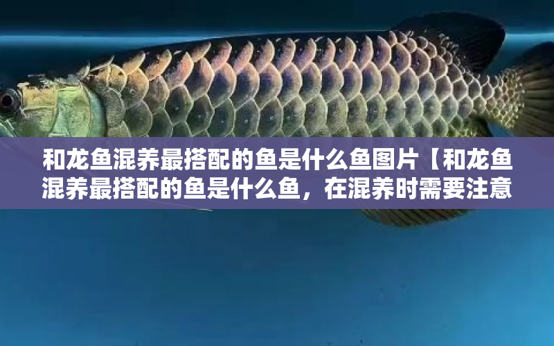 和龍魚(yú)混養(yǎng)最搭配的魚(yú)是什么魚(yú)圖片【和龍魚(yú)混養(yǎng)最搭配的魚(yú)是什么魚(yú)，在混養(yǎng)時(shí)需要注意哪些事項(xiàng)】 水族問(wèn)答 第1張