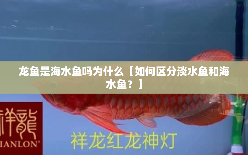 龍魚(yú)是海水魚(yú)嗎為什么【如何區(qū)分淡水魚(yú)和海水魚(yú)？】 水族問(wèn)答 第1張