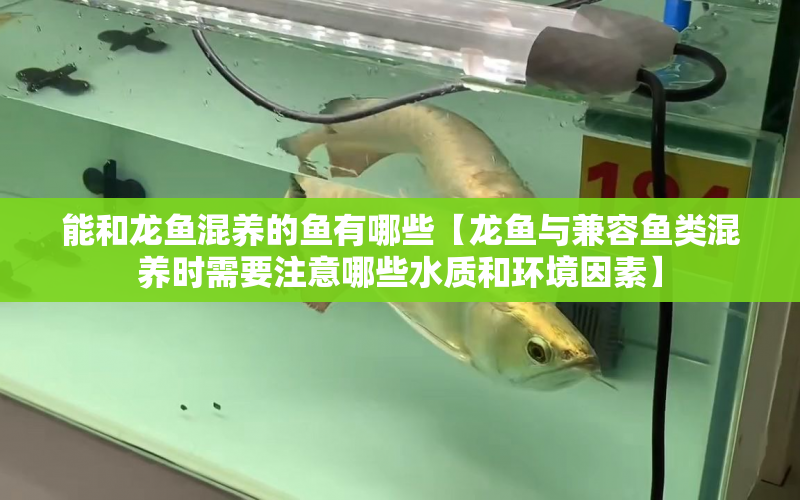 能和龍魚混養(yǎng)的魚有哪些【龍魚與兼容魚類混養(yǎng)時(shí)需要注意哪些水質(zhì)和環(huán)境因素】 水族問答 第1張