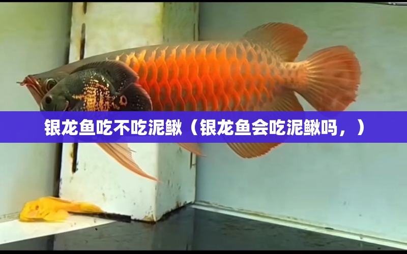 銀龍魚吃不吃泥鰍（銀龍魚會吃泥鰍嗎，） 水族問答 第1張