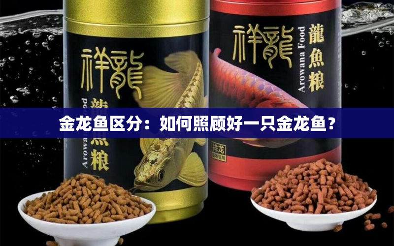 金龍魚區(qū)分：如何照顧好一只金龍魚？ 水族問答 第1張