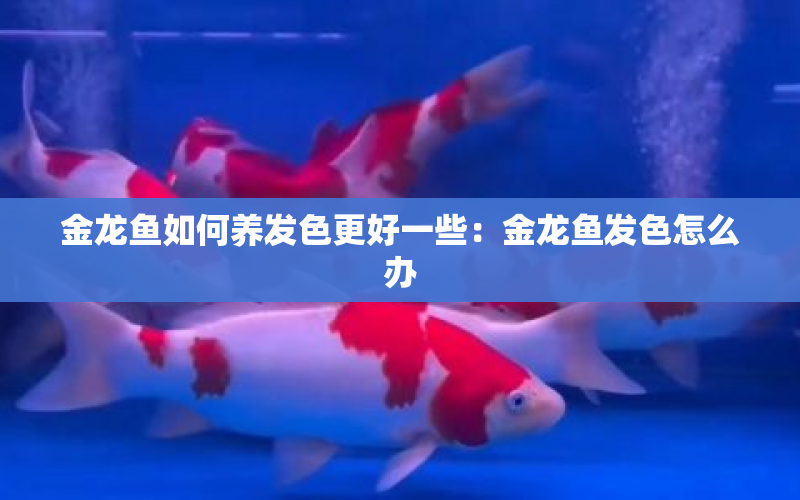 金龍魚(yú)如何養(yǎng)發(fā)色更好一些：金龍魚(yú)發(fā)色怎么辦 水族問(wèn)答 第1張