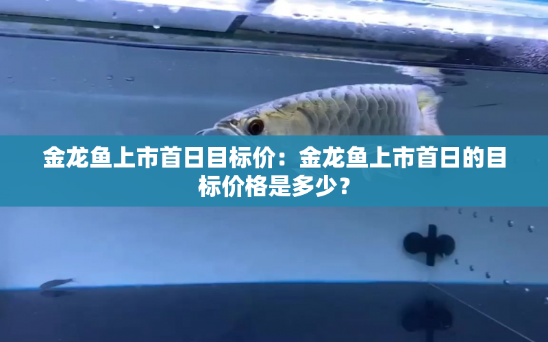 金龍魚上市首日目標價：金龍魚上市首日的目標價格是多少？ 水族問答 第1張