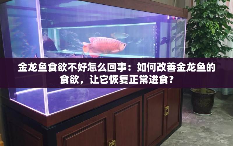 金龍魚食欲不好怎么回事：如何改善金龍魚的食欲，讓它恢復正常進食？ 水族問答 第1張