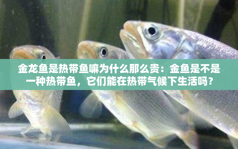 金龍魚是熱帶魚嘛為什么那么貴：金魚是不是一種熱帶魚，它們能在熱帶氣候下生活嗎？ 水族問答 第1張