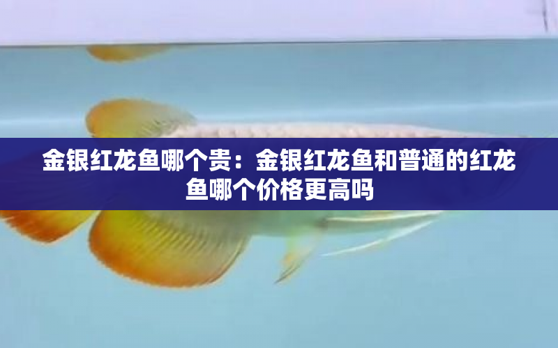 金銀紅龍魚哪個貴：金銀紅龍魚和普通的紅龍魚哪個價格更高嗎 水族問答 第1張