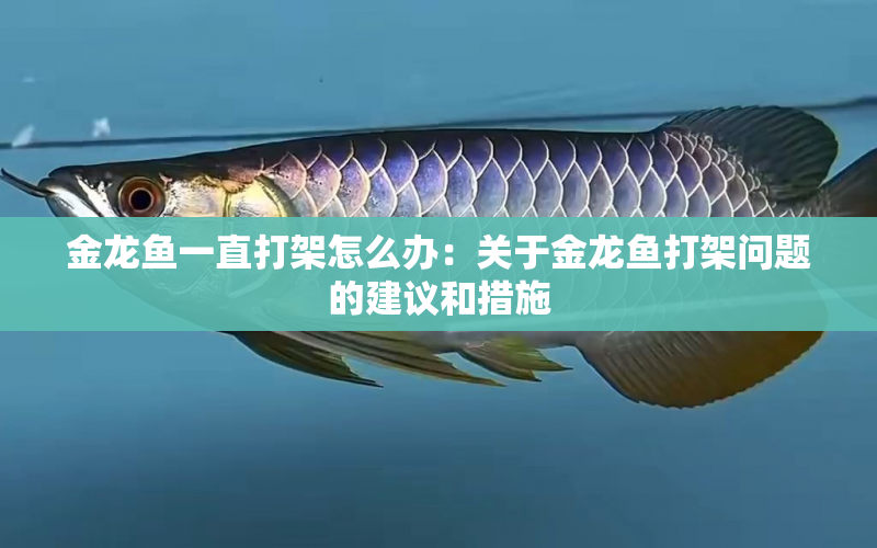 金龍魚(yú)一直打架怎么辦：關(guān)于金龍魚(yú)打架問(wèn)題的建議和措施 水族問(wèn)答 第1張