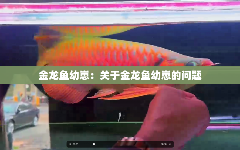 金龍魚幼崽：關(guān)于金龍魚幼崽的問題 水族問答 第1張