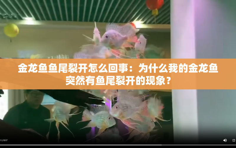 金龍魚魚尾裂開怎么回事：為什么我的金龍魚突然有魚尾裂開的現(xiàn)象？ 水族問(wèn)答 第1張